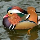 Mandarin-Ente