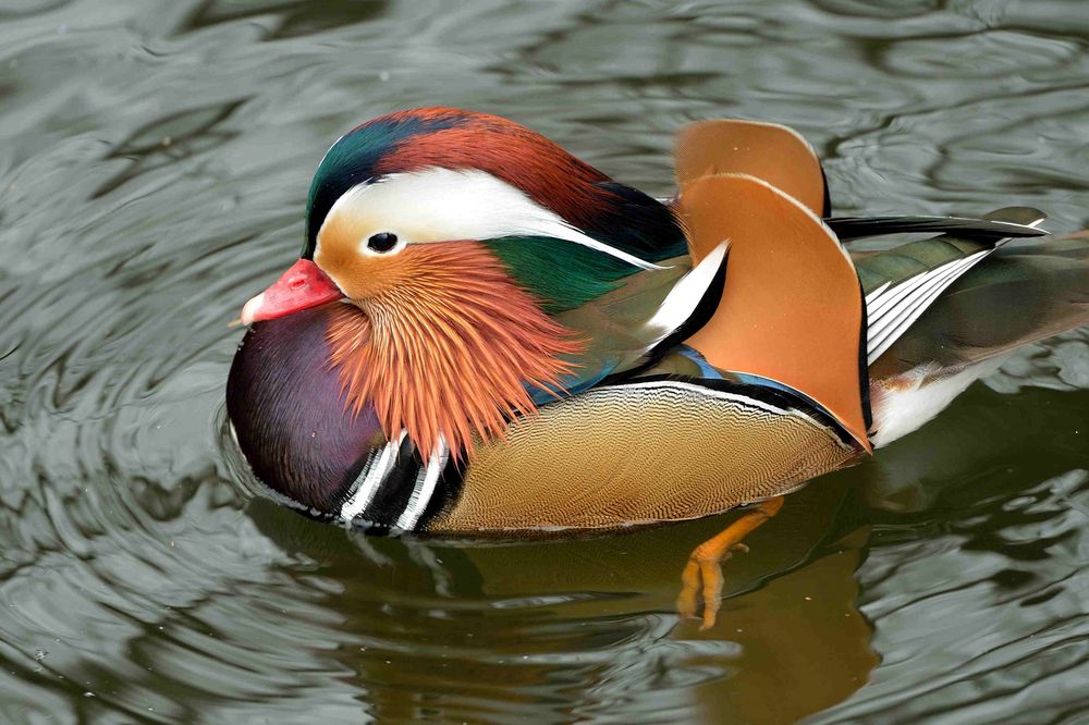 Mandarin-Ente