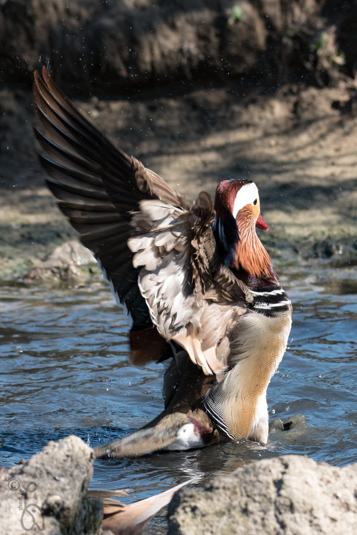 Mandarin Ente