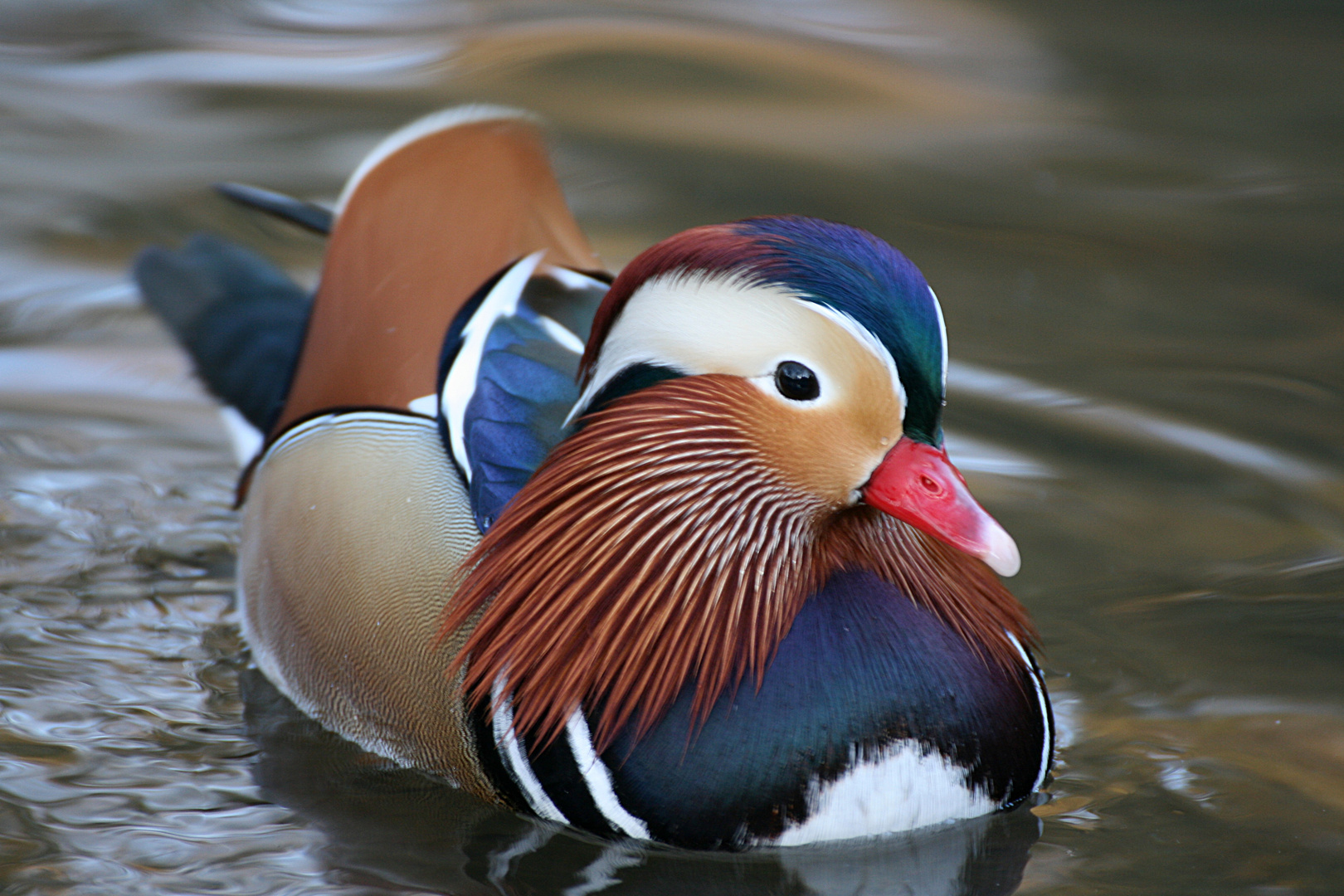 Mandarin Ente