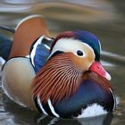 Mandarin Ente