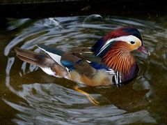 Mandarin-Ente