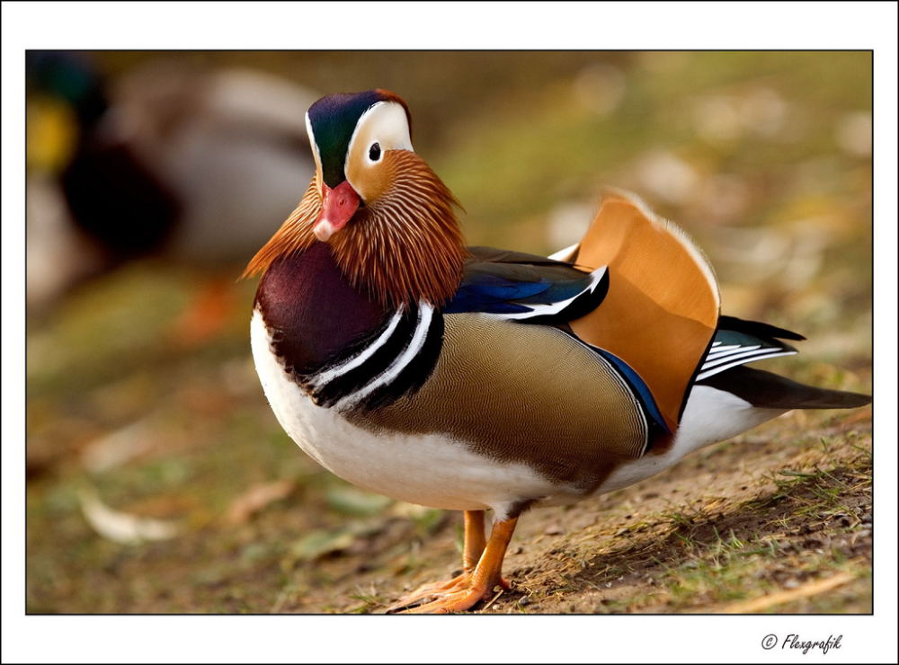 Mandarin Ente