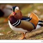 Mandarin Ente