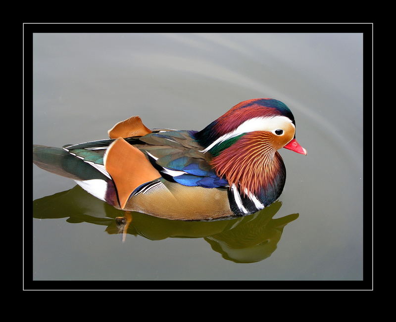 Mandarin-Ente