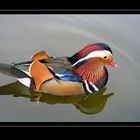 Mandarin-Ente