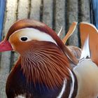 Mandarin-Ente