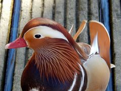 Mandarin-Ente