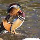 Mandarin Ente