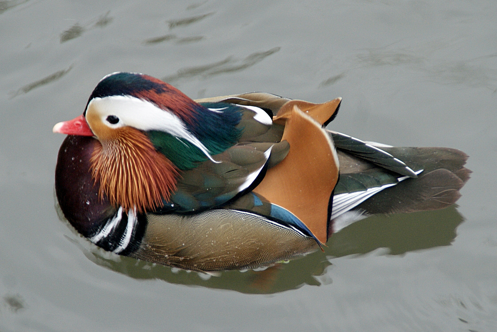 Mandarin-Ente