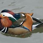 Mandarin-Ente