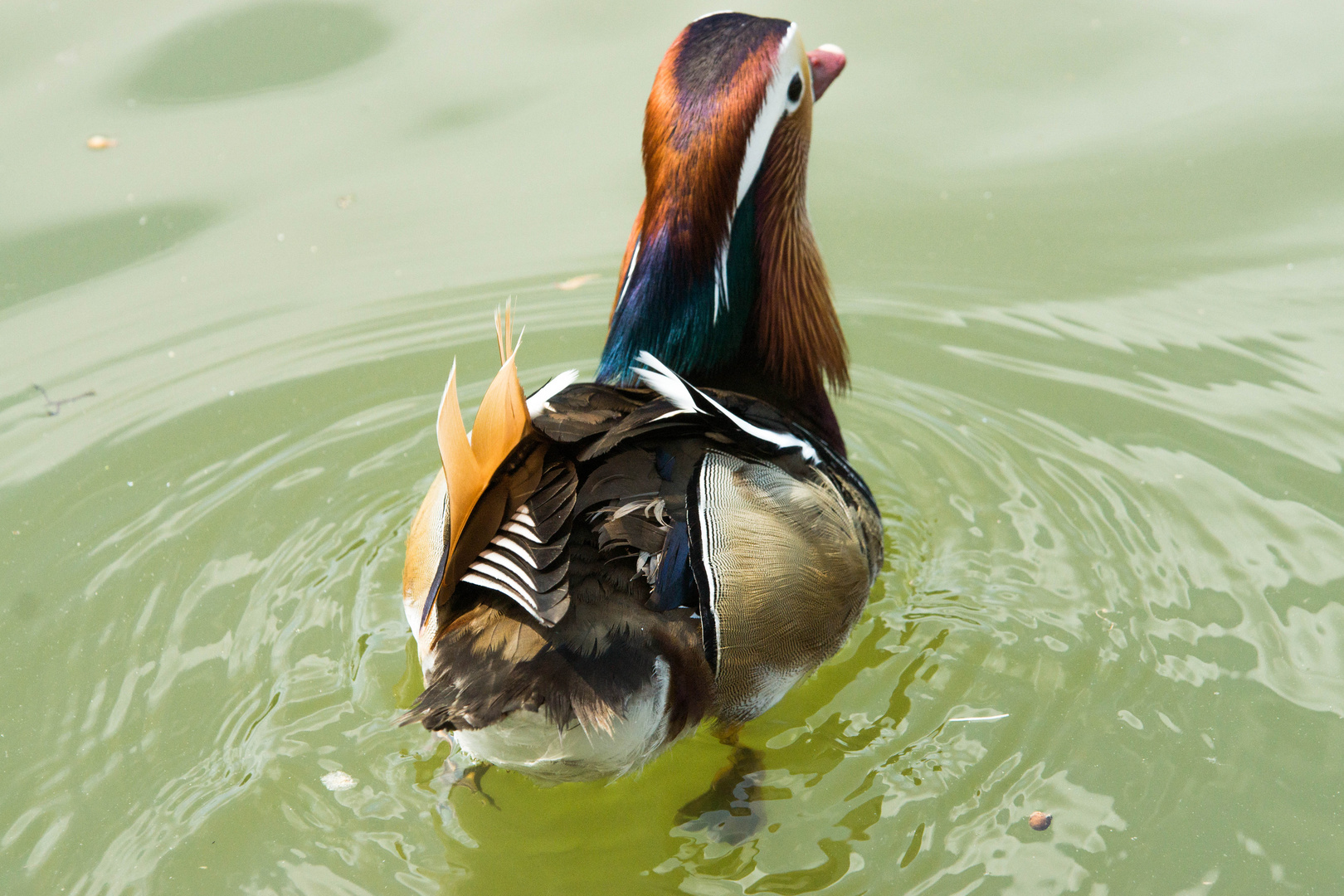 Mandarin - Ente