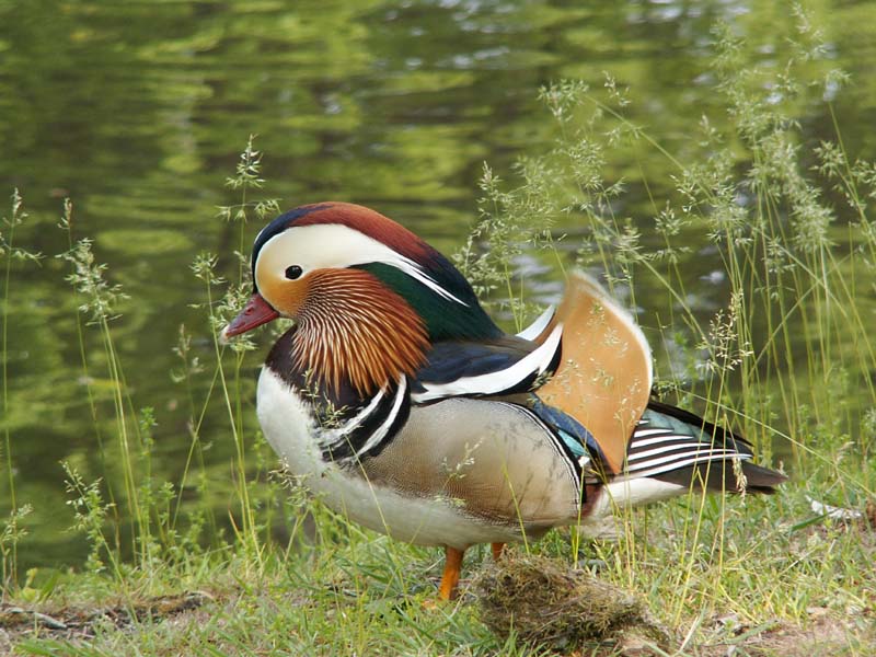 Mandarin-Ente