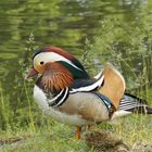 Mandarin-Ente