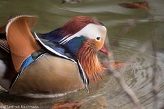 Mandarin Ente