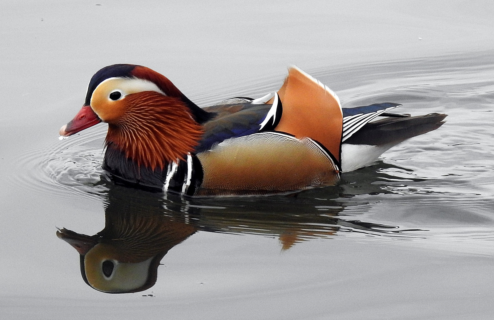 Mandarin-Ente