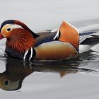 Mandarin-Ente