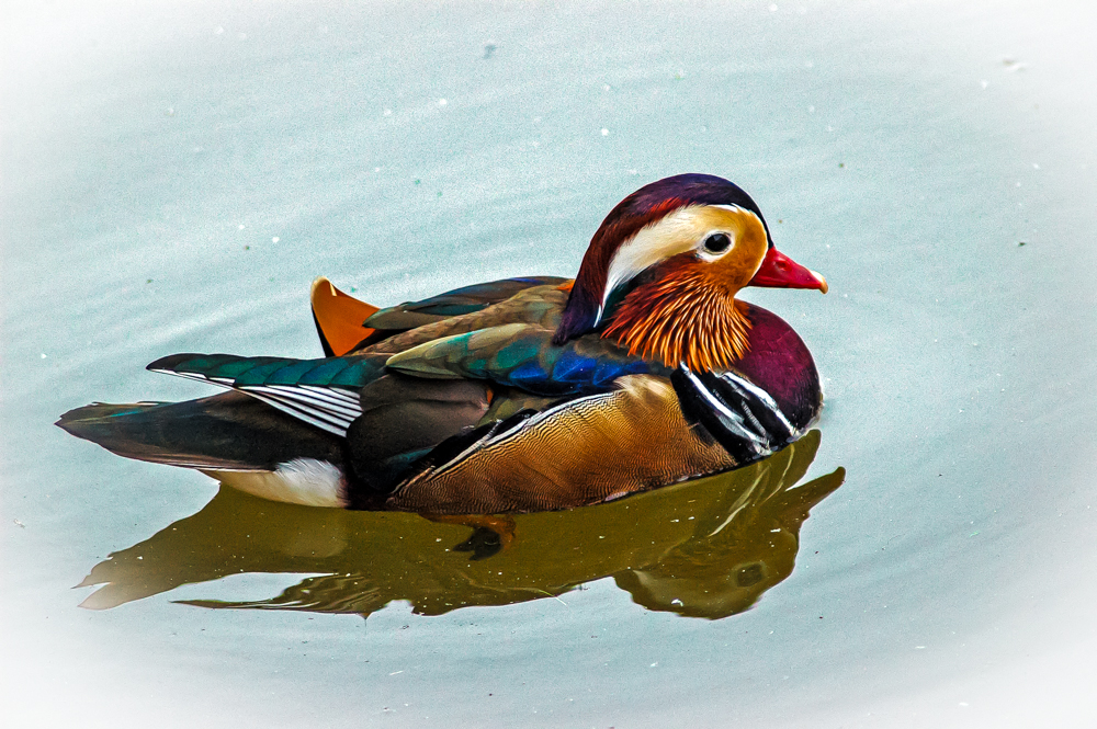 Mandarin Ente