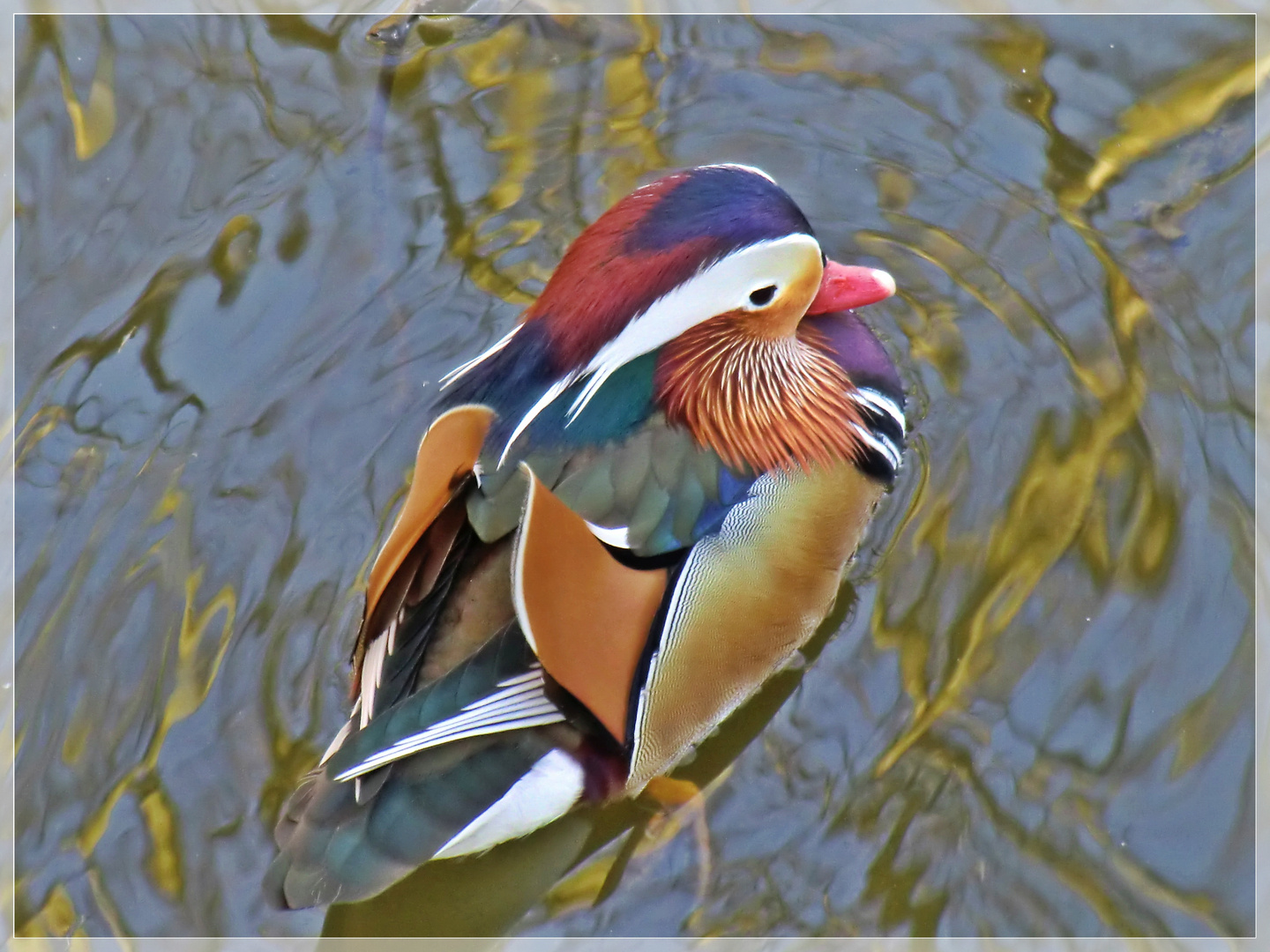 Mandarin-Ente