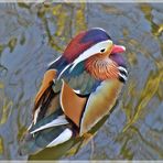 Mandarin-Ente