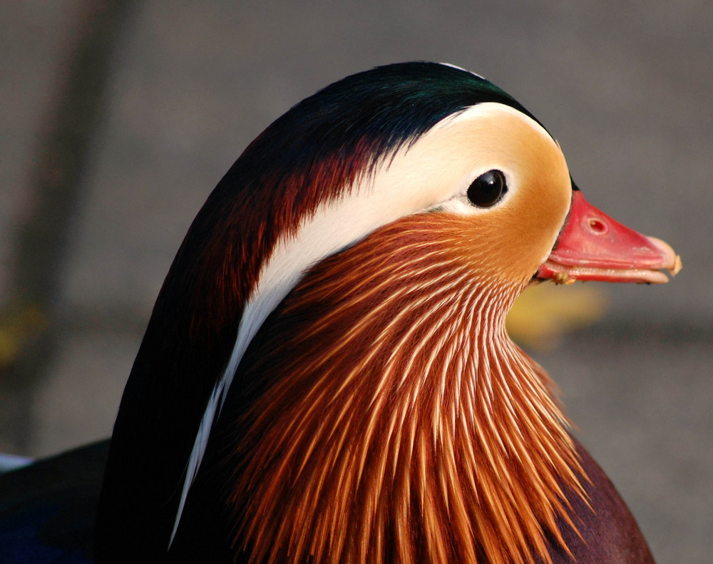 Mandarin-Ente