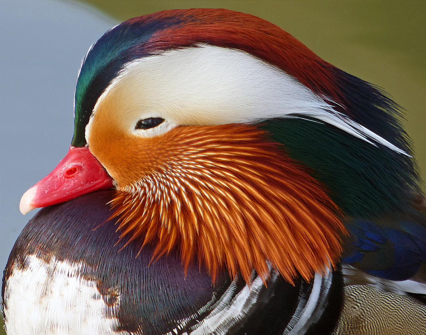 Mandarin-Ente