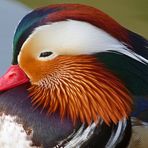 Mandarin-Ente