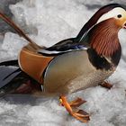 Mandarin Ente 