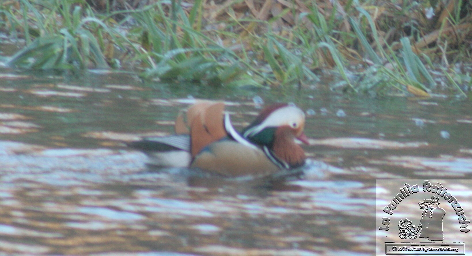 Mandarin-Ente 