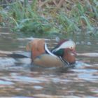 Mandarin-Ente 