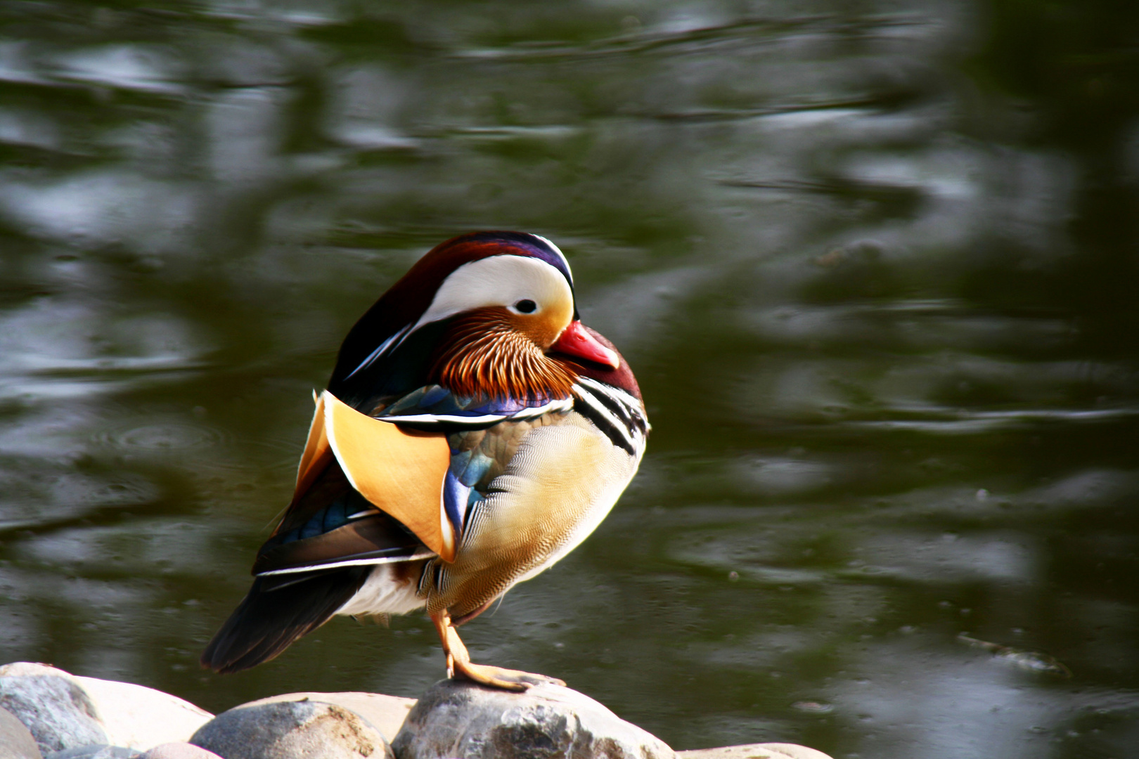 Mandarin Ente..??