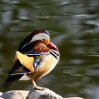 Mandarin Ente..??