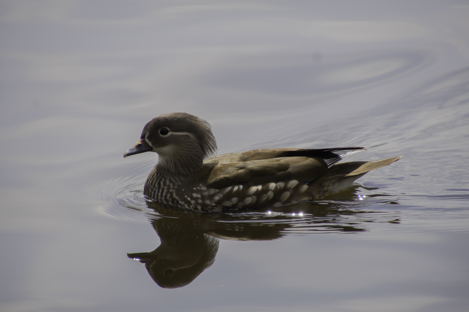 Mandarin-Ente (Aix galericulata)