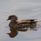 Mandarin-Ente (Aix galericulata)