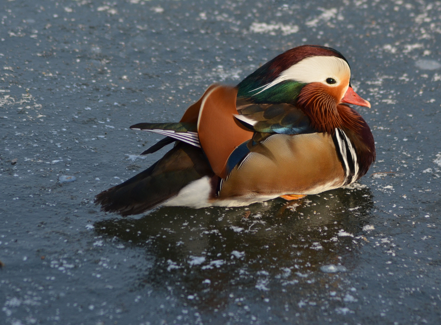 Mandarin Ente "auf Eis" :)