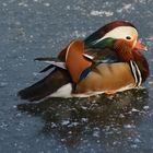 Mandarin Ente "auf Eis" :)