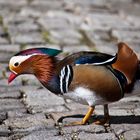 Mandarin-Ente auf Landgang