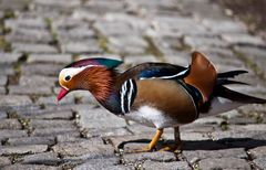 Mandarin-Ente auf Landgang