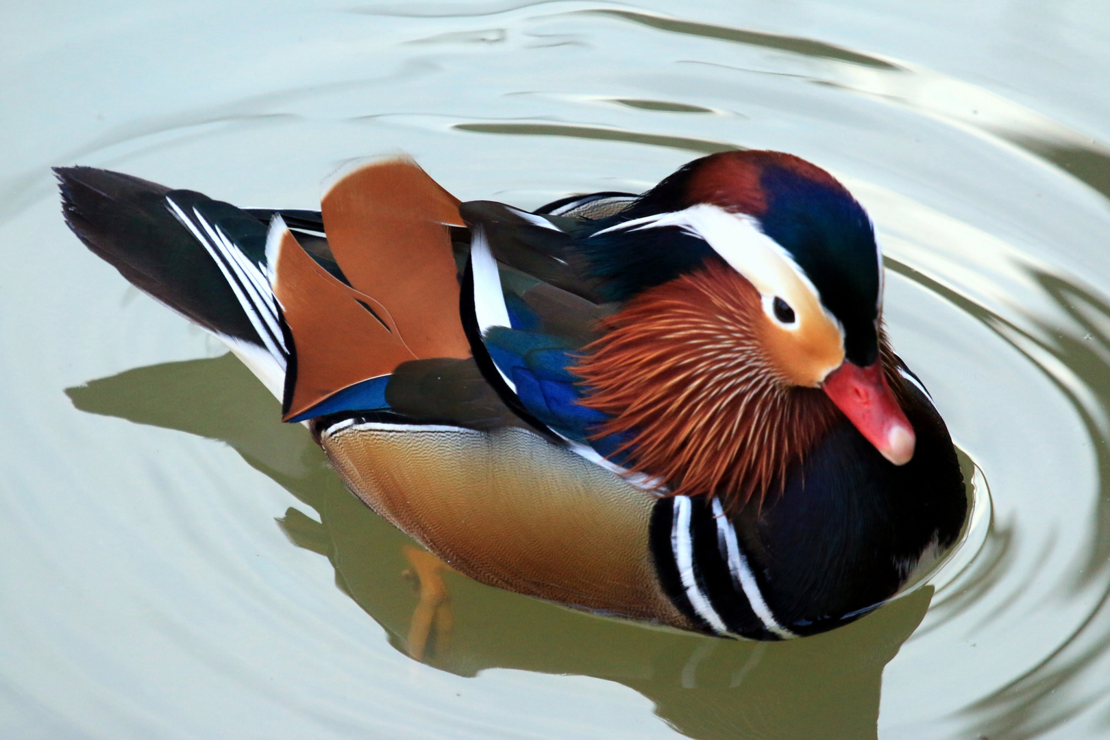 Mandarin Ente