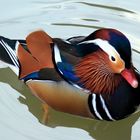 Mandarin Ente