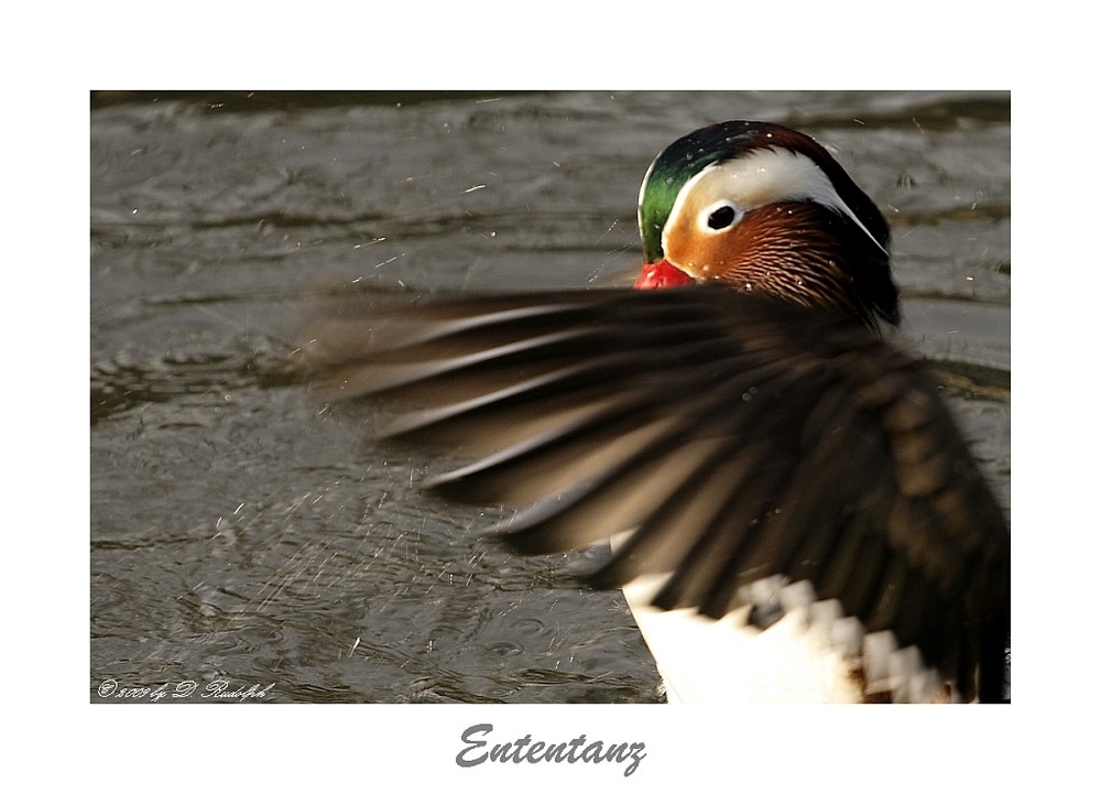 Mandarin Ente