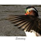 Mandarin Ente