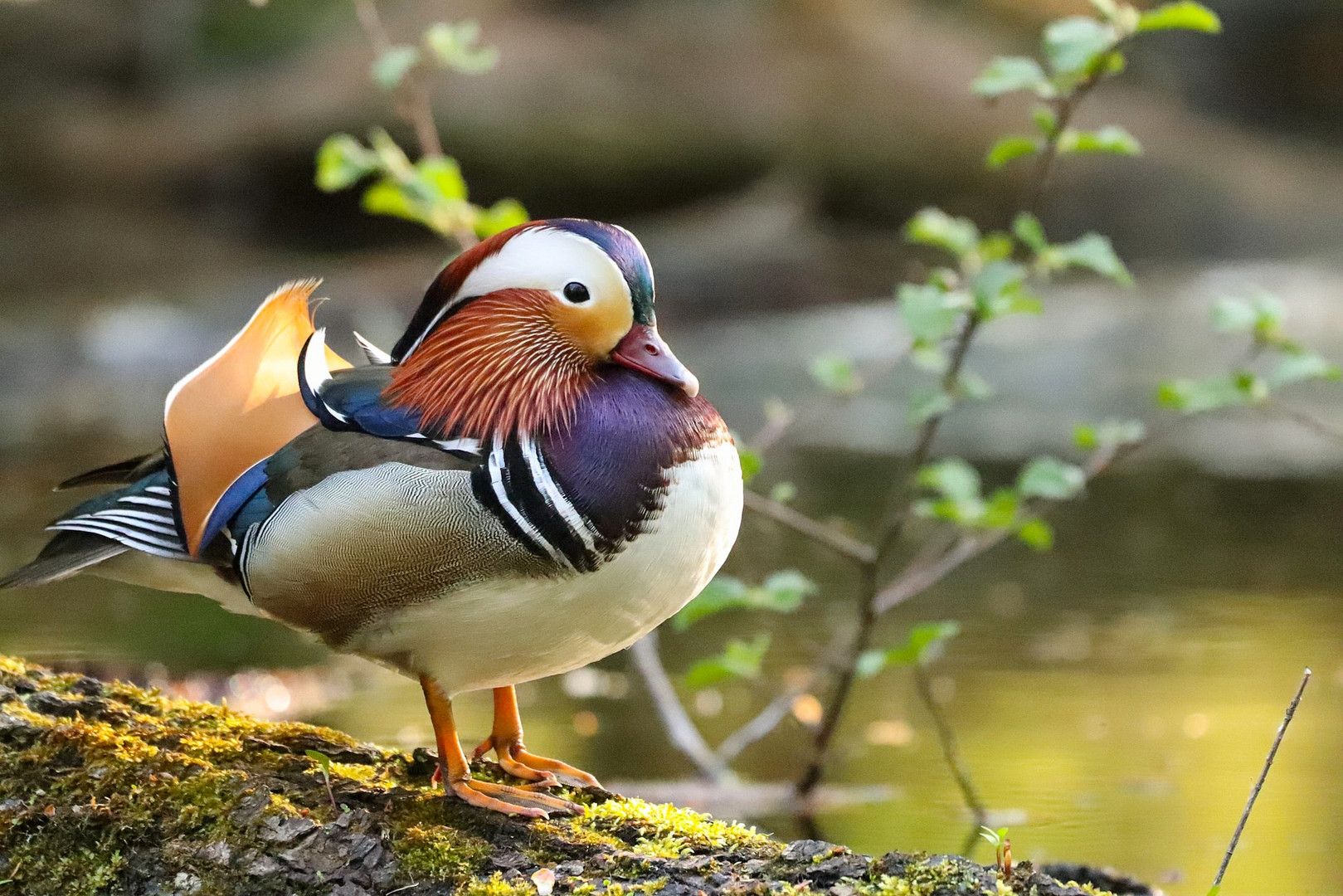 Mandarin Ente