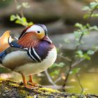 Mandarin Ente