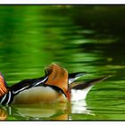 Mandarin Ente