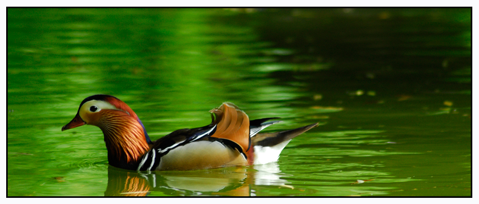 Mandarin Ente