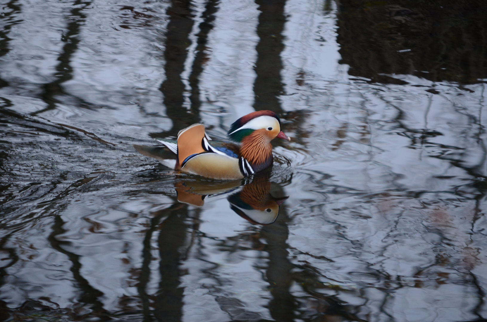 Mandarin Ente