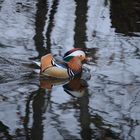 Mandarin Ente