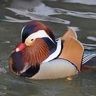 Mandarin Ente 