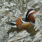 Mandarin Ente